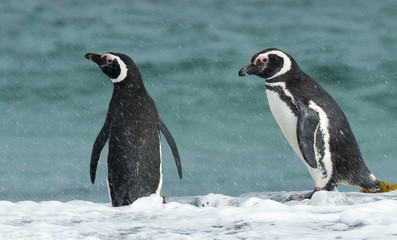 Two Magellanic penguins standing on an ocean coast during the rain, Falkland Islands.