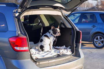 French bulldog traveling in the car trunk