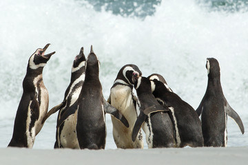 A group of Magellanic penguin gather on a coast of Falkland islands.
