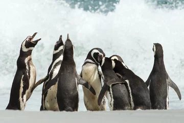 Schilderijen op glas A group of Magellanic penguin gather on a coast of Falkland islands. © giedriius