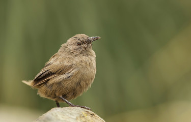 Cobb's wren (Troglogytes cobbi) standing on a stone, Falkland Islands.