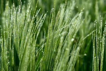 Fototapeta na wymiar Close up of a green barley with dew drops