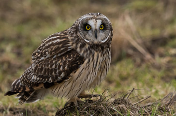 Obraz premium Short Eared Owl