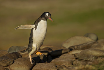 Gentoo penguin hopping on the rocks, Falkland Islands.