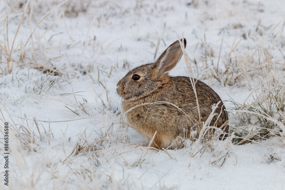 Poster cottontail rabbit in snow - Posters