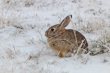 Naklejka premium Cottontail Rabbit in Snow