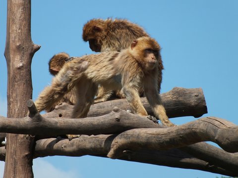 Berberaffen in Erfurt