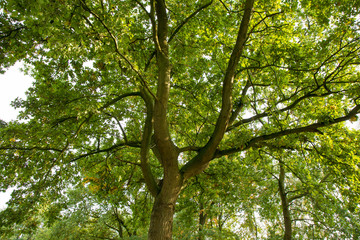 Obraz premium tree nature landscape