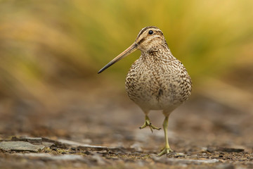 South American snipe walking on the rocks, Falkland Islands.