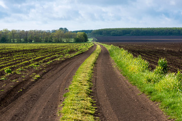 Obraz premium Country road between farmlands in the spring