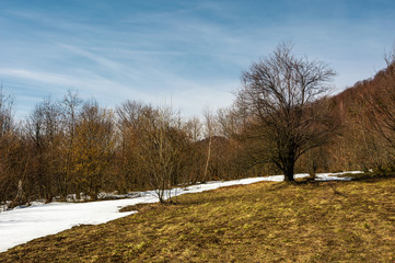 spring is coming to snowy mountain. mixed forest on a slope with snow and weathered grass. snowy peak of the mountain is seen in a distance