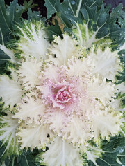 cabbage ornamental center leaves for background