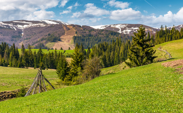 rural fields near the spruce forest in mountains with snowy tops. lovely springtime nature scenery of Carpathian mountains