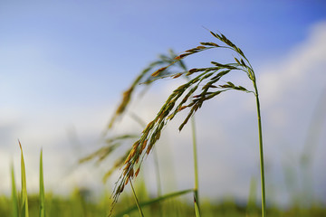 Yellow rice / paddy seed. Leadership concept.