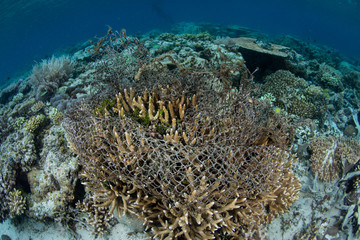 Fototapeta na wymiar Discarded Fishing Net on Coral