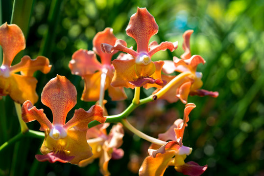 Udon Sunshine Orchid : Fragrance Orchid of Thailand