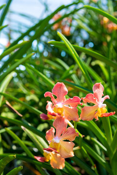 Udon Sunshine Orchid : Fragrance Orchid of Thailand