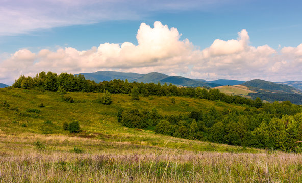 beautiful countryside with forested rolling hills. lovely Landscape of Carpathian mountains in early autumn season