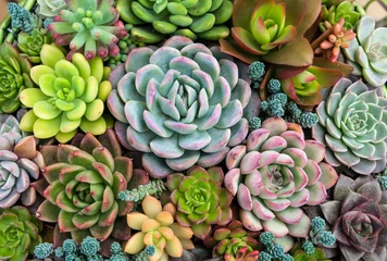 Foto op Plexiglas Cactus Rechthoekige opstelling van vetplanten  cactus vetplanten in een plantenbak