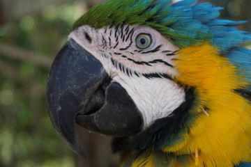 Guacamaya Perfil