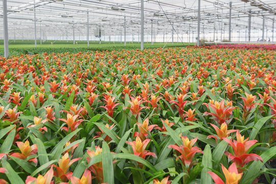 Growing bromelias in a large greenhouse in the Netherlands