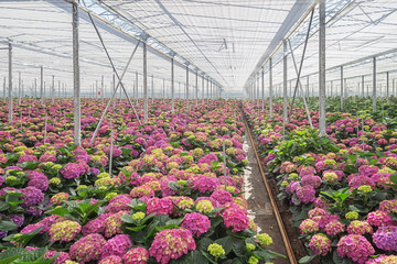 Growing hydrangea in a large greenhouse in the Netherlands
