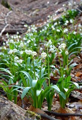 spring snowflake flowers