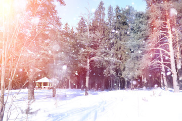Naklejka premium Winter forest on a sunny day. Landscape in the forest on a snowy