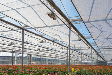 Fototapeta premium Growing gerberas in a large greenhouse in the Netherlands