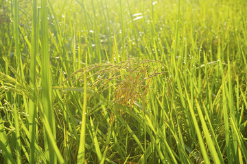 Close up of Paddy rice field green grass.
