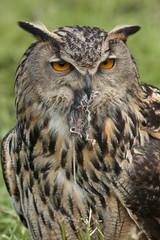 Naklejka premium European Eagle Owl eating a field mouse - Scottish Highlands