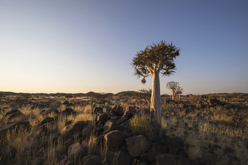 Young quiver tree in late afternoon light