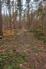 Forest Grunewald on a winter day