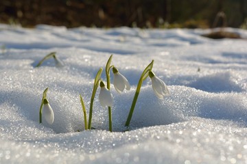 Gentle snowdrops flowering from the snow