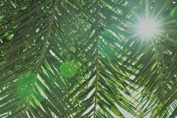 Sun shining through palm tree leaves. Under green palm leaves with sunbeam and flarelight.