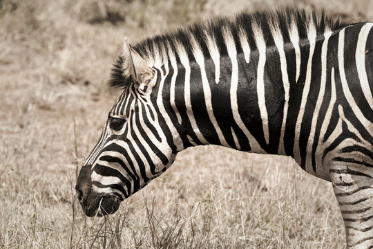 Zebra in Kruger Park South Africa