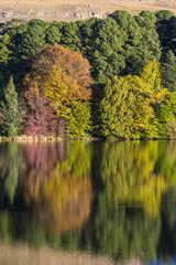Autumn colored trees reflecting on the water
