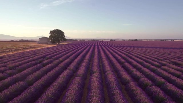 Aereal view of Provence lavender fields