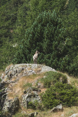 B&eacute;b&eacute; bouquetin