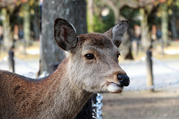 Naklejka na ściany i meble Closeup the head of deer on blur background at the park in Nara, Japan. The park is home to hundreds of freely roaming deer.