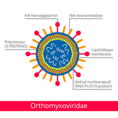 Orthomyxoviridae. Classification of viruses. Vector biology icons, medical virus icons.