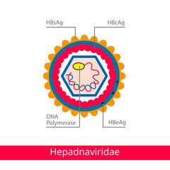 Hepadnaviridae. Classification of viruses. Vector biology icons, medical virus icons.