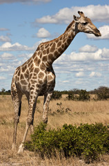 Giraffe - Giraffa camelopardalis - Botswana