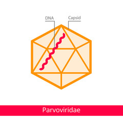 Parvoviridae. Classification of viruses. Vector biology icons, medical virus icons.