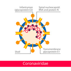 Coronaviridae. Classification of viruses. Vector biology icons, medical virus icons.