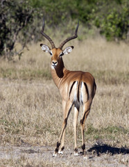 Naklejka na ściany i meble Male Impala - Savuti region of Botswana
