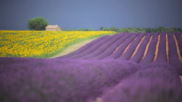 Lavender fields and sunflowers at wind before the storm