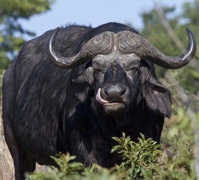 African Buffalo - Okavango Delta - Botswana