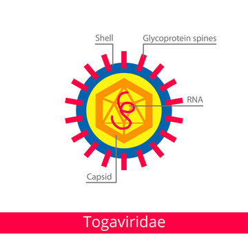 Togaviridae. Classification of viruses.