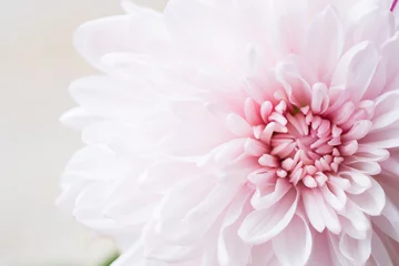 Poster beautiful single chrysanthemum, top view, extreme macro image. © Worawut
